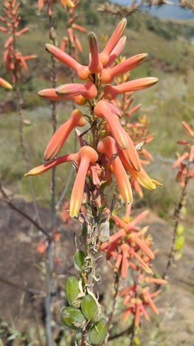 Aloe fosteri (Aloe fosteri)