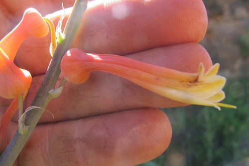 Aloe fosteri (Aloe fosteri)