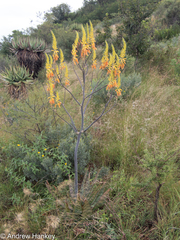 Aloe fosteri (Aloe fosteri)