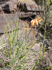 Aloe fouriei (Aloe fouriei)