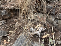 Aloe fouriei (Aloe fouriei)