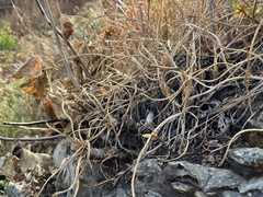 Aloe fouriei (Aloe fouriei)
