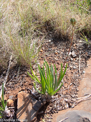 Aloe fouriei (Aloe fouriei)