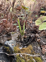 Aloe fouriei (Aloe fouriei)
