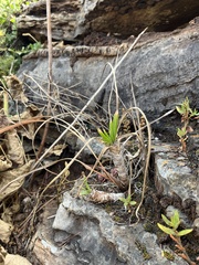 Aloe fouriei (Aloe fouriei)