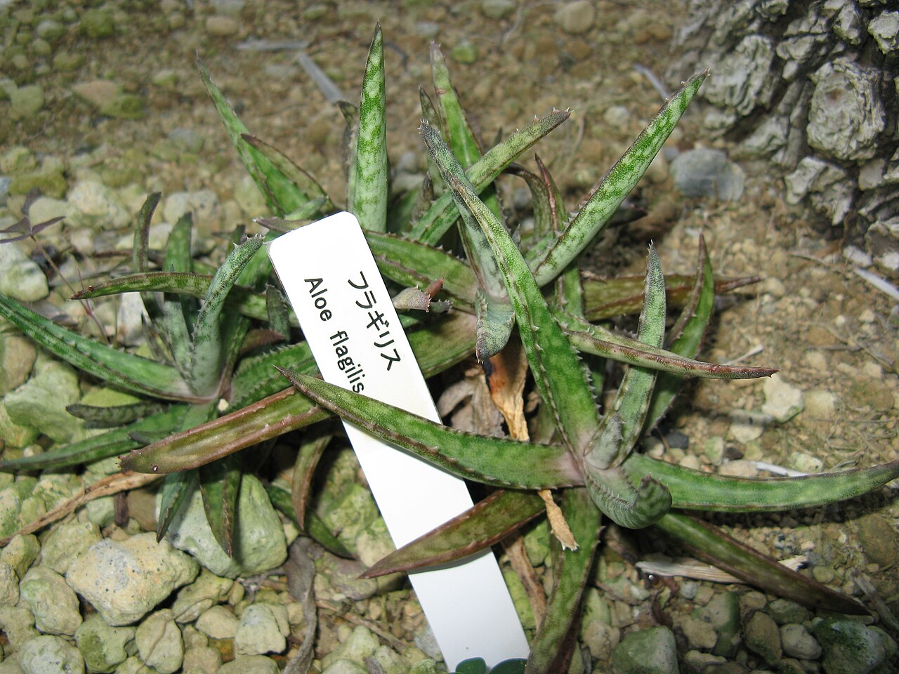 Aloe fragilis: Aloe fragilis Place:Osaka Prefectural Flower Garden,Osaka,Japan