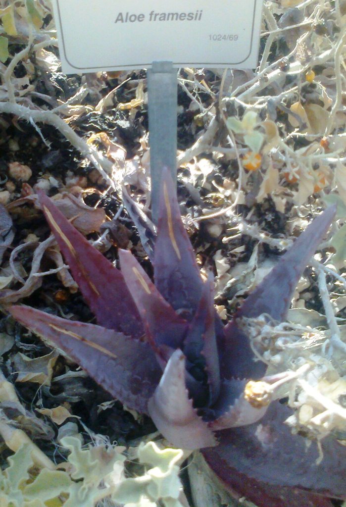 Aloe framesii: Aloe framesii