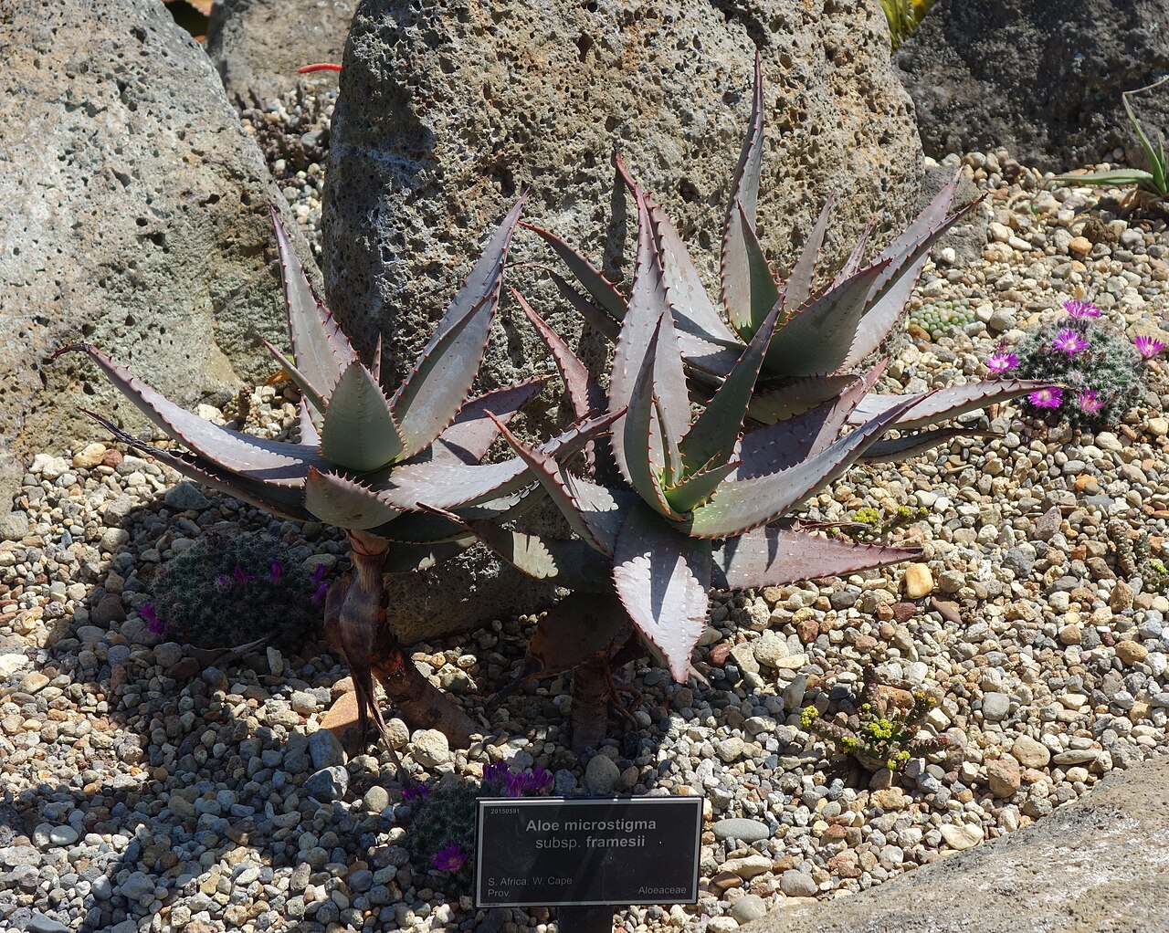 Aloe framesii: Specimen in the Auckland Botanic Gardens - Auckland, New Zealand.