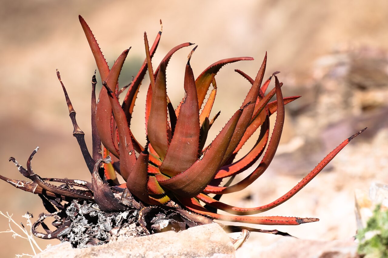 Aloe gariepensis: Aloe gariepensis-2127 - kopia