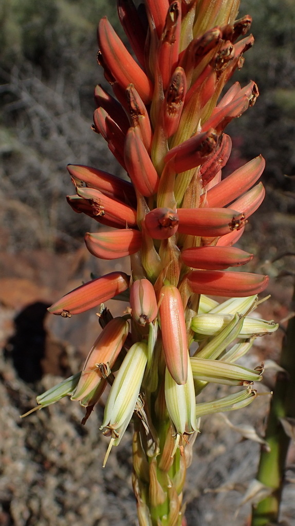 Aloe gariepensis (Aloe gariepensis)