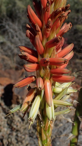 Aloe gariepensis (Aloe gariepensis)