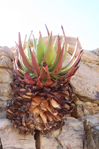 Aloe gariepensis (Aloe gariepensis)