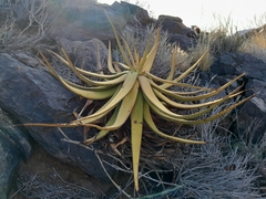 Aloe gariepensis (Aloe gariepensis)