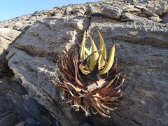 Aloe gariepensis (Aloe gariepensis)