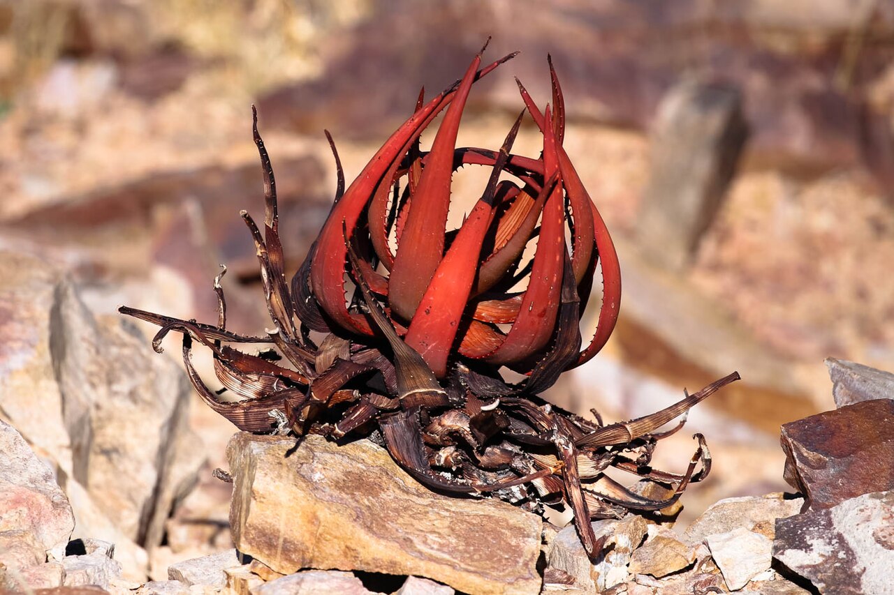 Aloe gariepensis: Aloe gariepensis-2140 - kopia