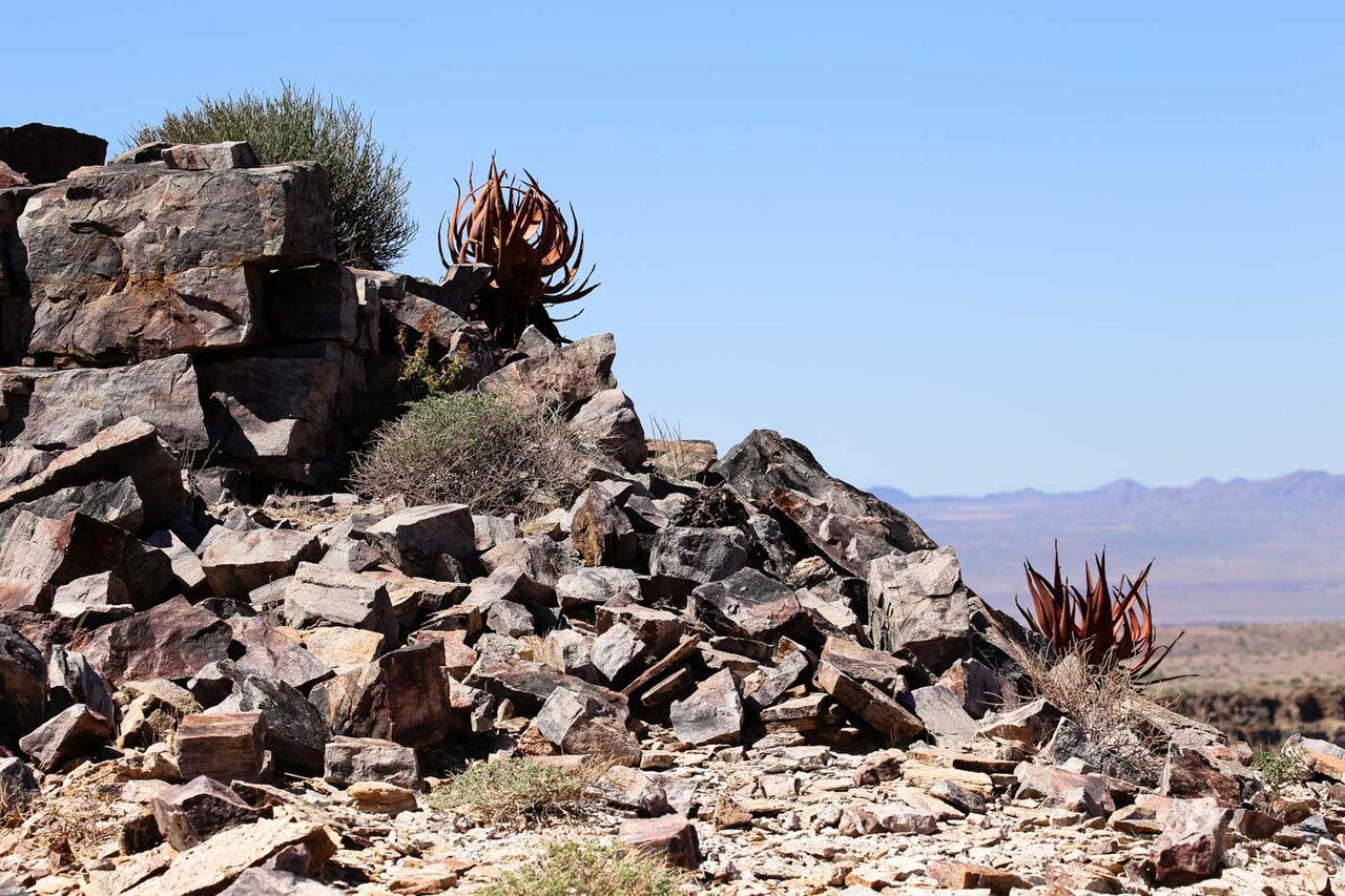 Aloe gariepensis: Aloe gariepensis-2144 - kopia
