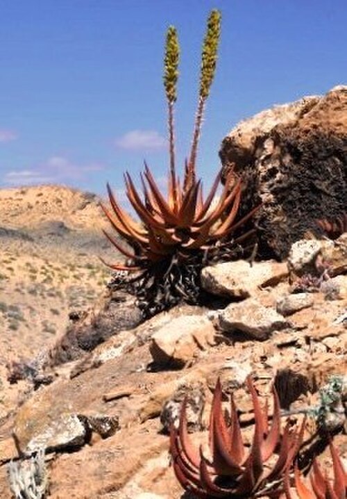 Aloe gariepensis: Aloe gariepensis - Namibia