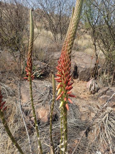 Aloe gariepensis (Aloe gariepensis)