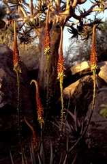 Aloe gariepensis (Aloe gariepensis)