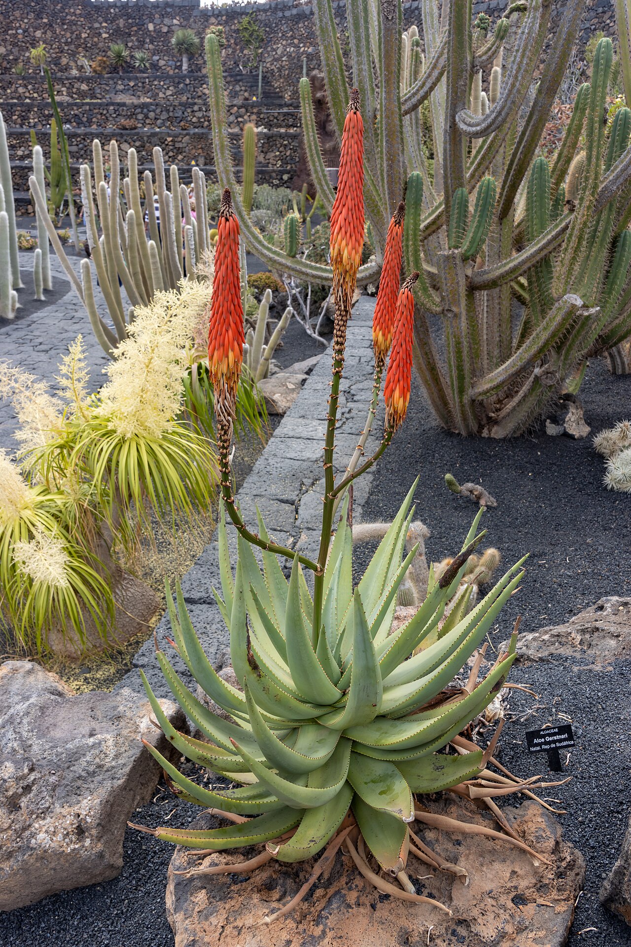 Aloe gerstneri: At Jardin de Cactus 2022.