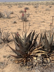 Aloe glabrescens (Aloe glabrescens)