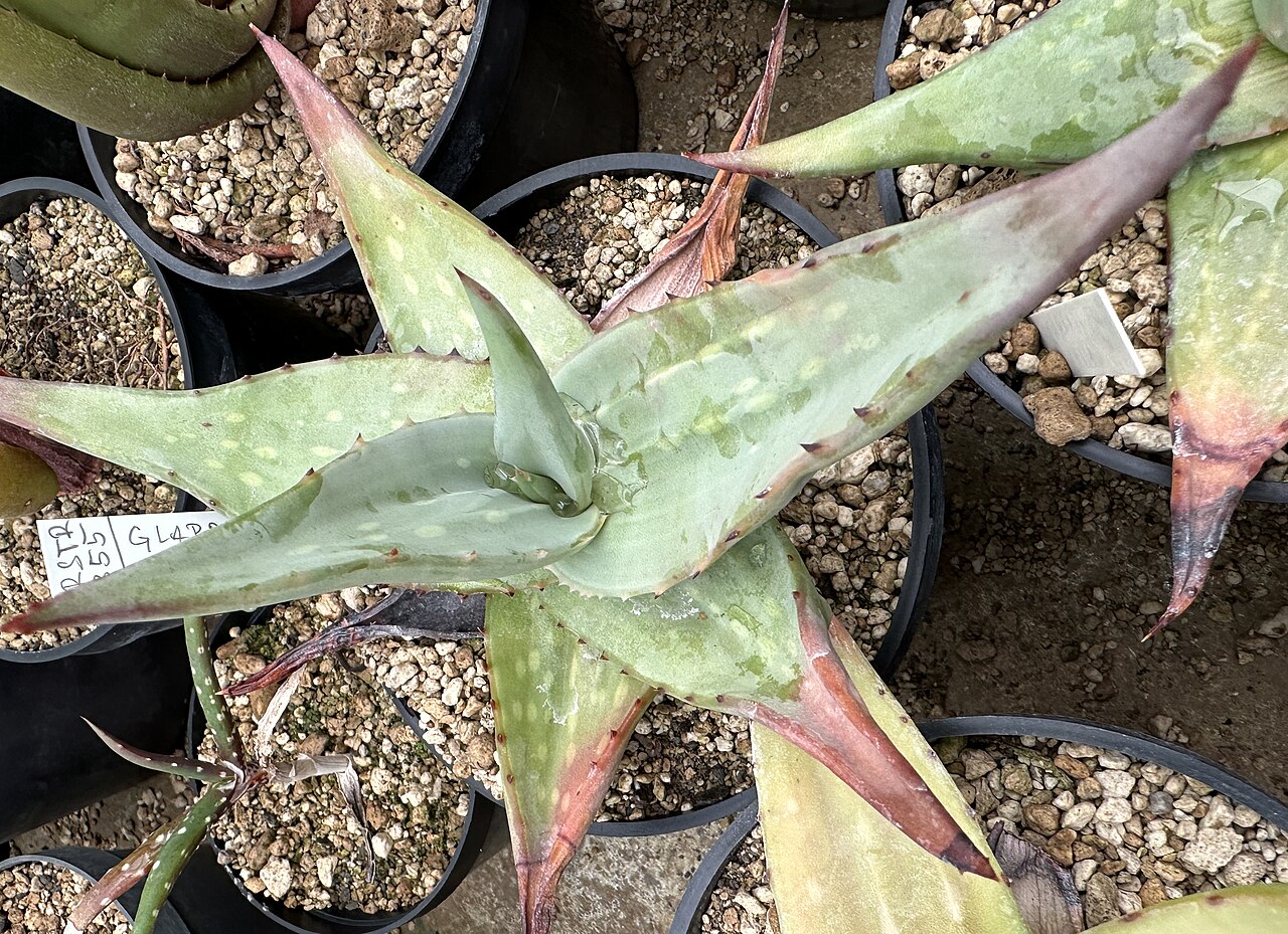 Aloe glabrescens: Aloe glabrescens in Kultur