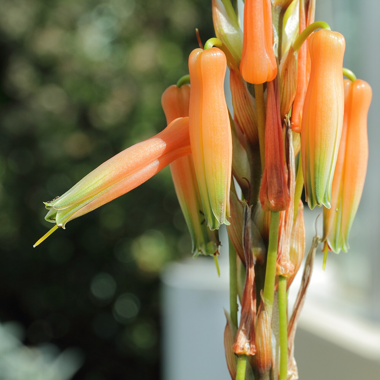 Aloe glauca: Aloe glauca i Bergianska trädgården .