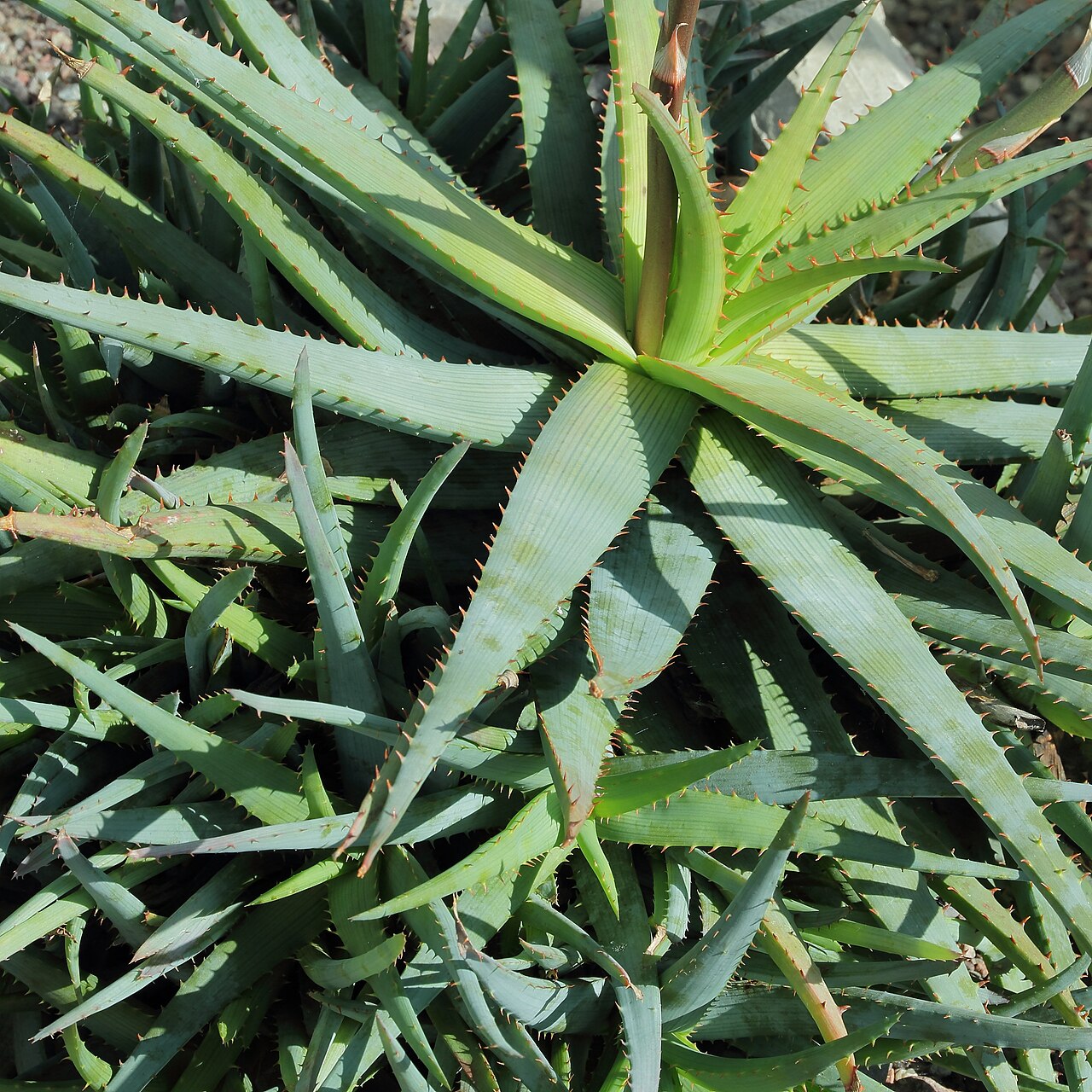 Aloe glauca: Aloe glauca i Bergianska trädgården .