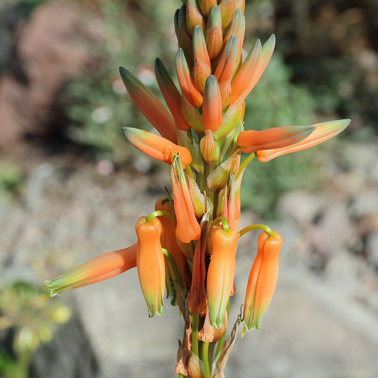 Aloe glauca: Aloe glauca i Bergianska trädgården .