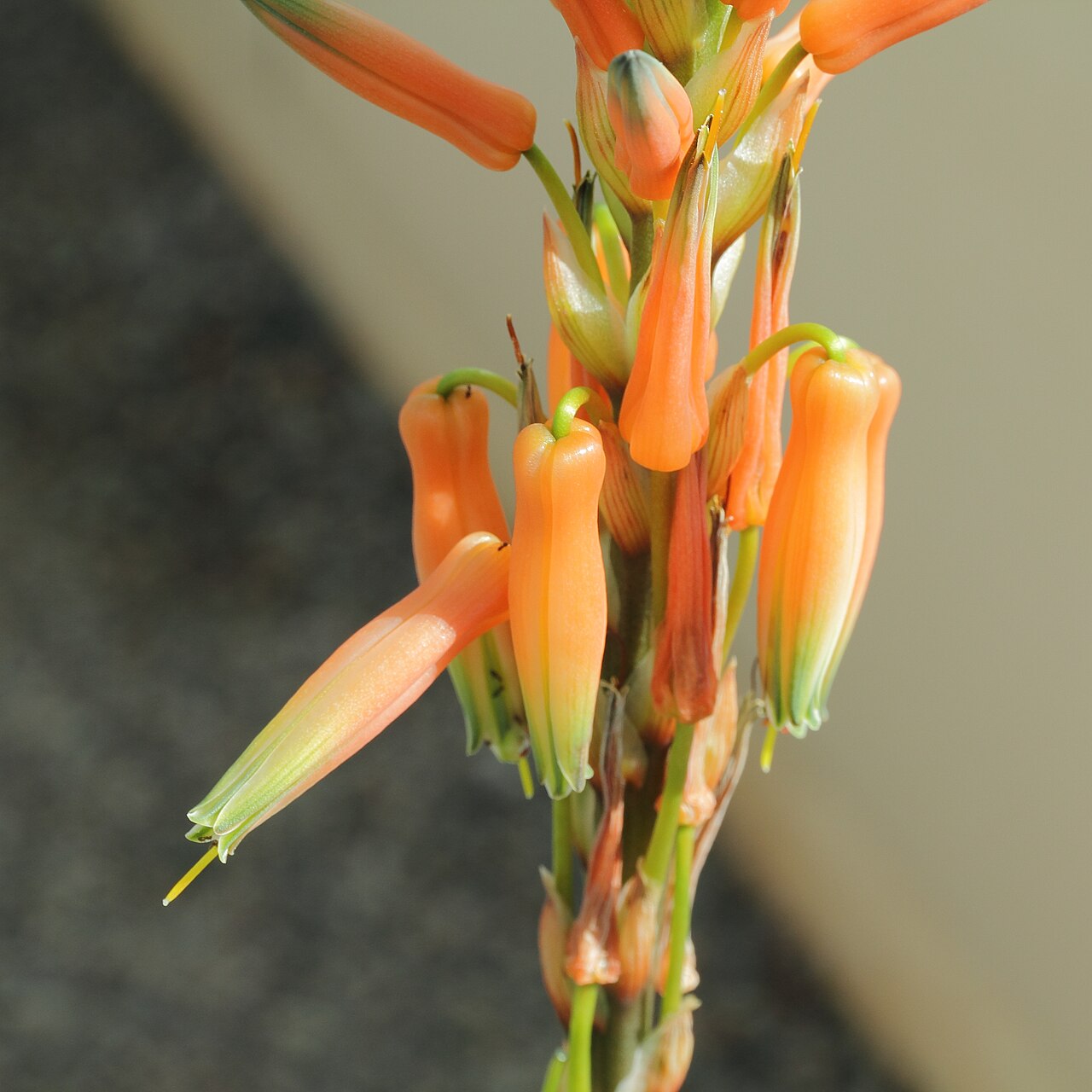 Aloe glauca: Aloe glauca i Bergianska trädgården .