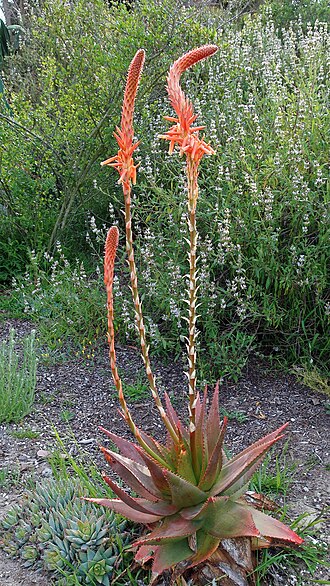 Aloe glauca: 170411 805 Encinitas - San Diego Botanic Gdn, Aloe glauca, Salvia mellifera Black Sage