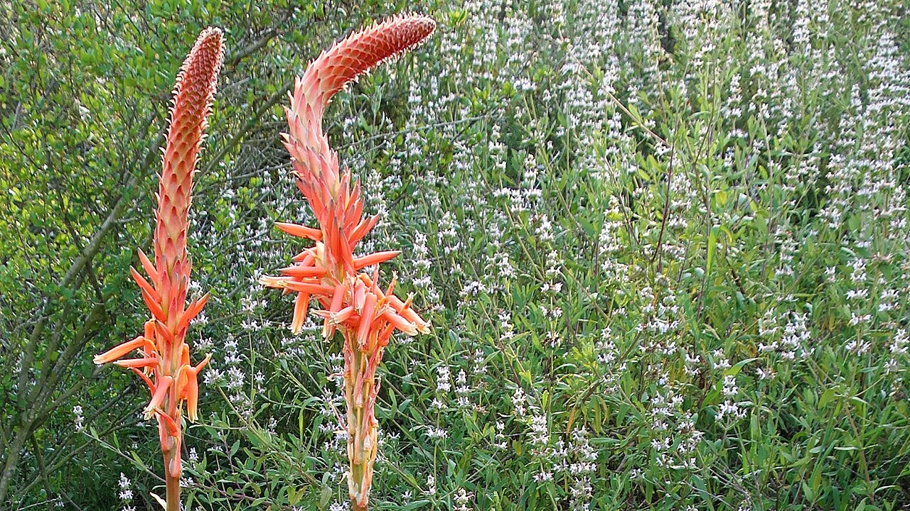 Aloe glauca: 170411 805a Encinitas - San Diego Botanic Gdn, Aloe glauca, Salvia mellifera Black Sage