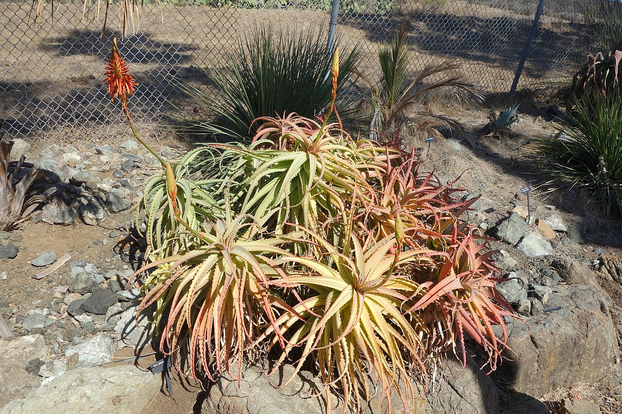 Aloe glauca: Botanical specimen in Leaning Pine Arboretum, California Polytechnic State University, San Luis Obispo, California, USA.
