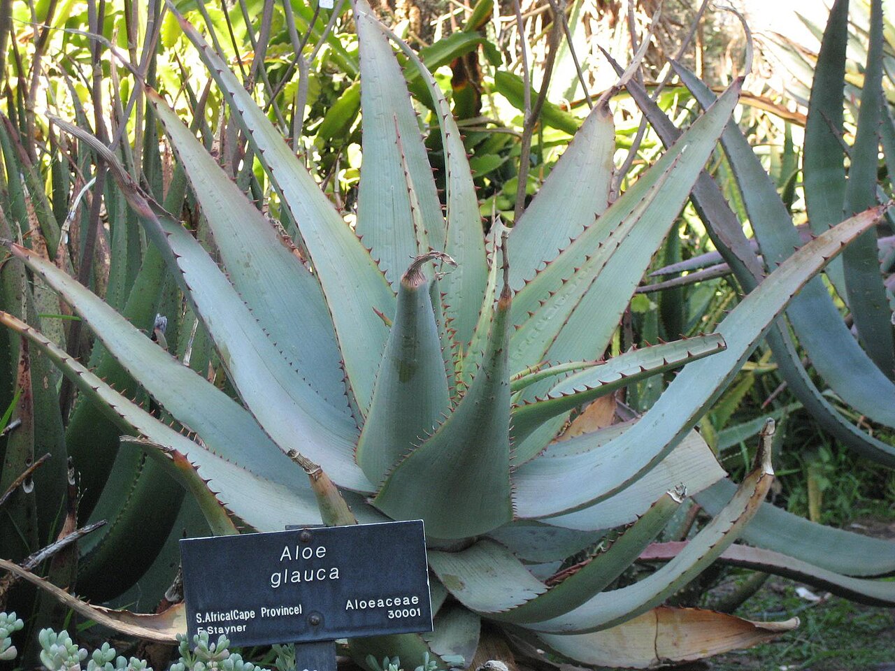 Aloe glauca: Photographed at Huntington Gardens (Los Angeles) in March