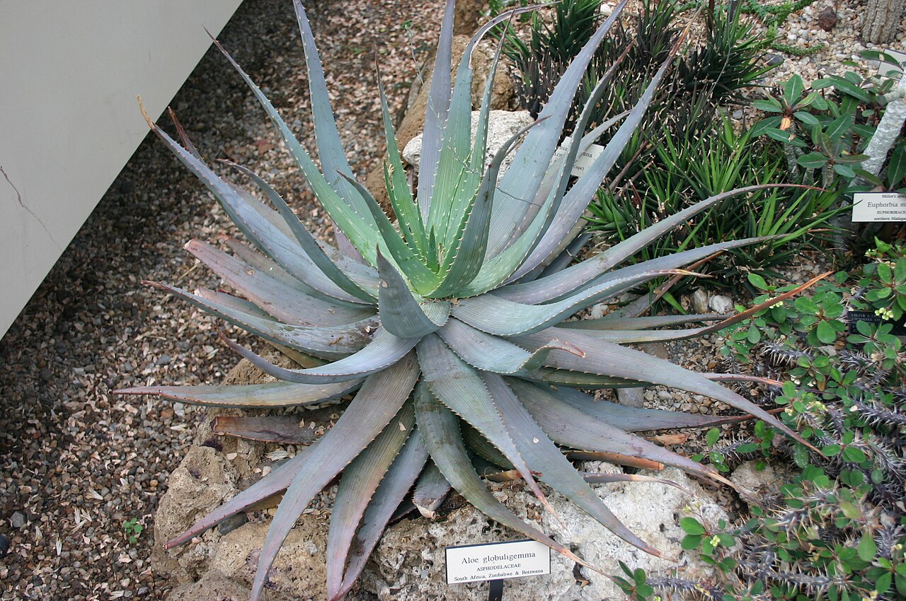 Aloe globuligemma: Aloe globuligemma , Asphodelaceae, at the New York Botanical Gardens in the Bronx