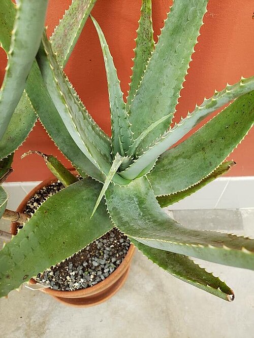 Aloe globuligemma: The image features the succulent leaves of Aloe globuligemma.