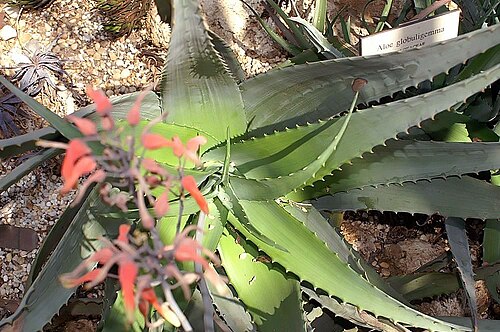 Aloe globuligemma: Location taken: the New York Botanical Garden. Names: Aloe globuligemma Pole-Evans, Alo Classification: Plantae > Magnoliophyta > Liliopsida > Asparagales > Xan