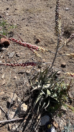 Aloe globuligemma (Aloe globuligemma)
