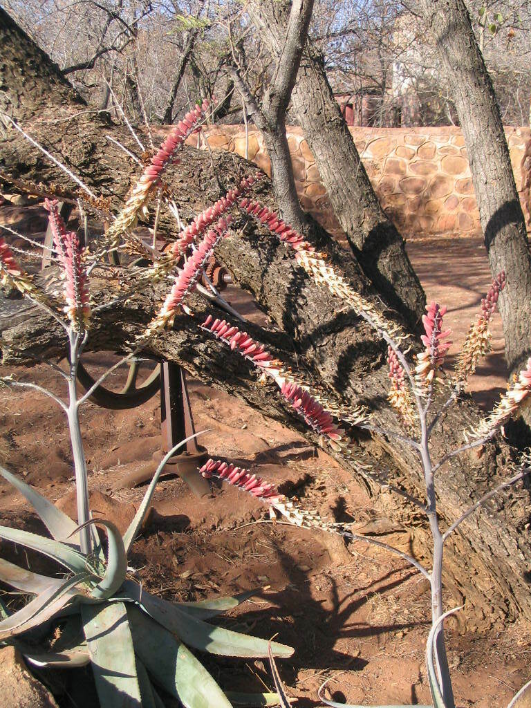 Aloe globuligemma (Aloe globuligemma)