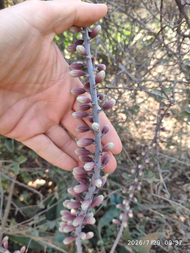 Aloe globuligemma (Aloe globuligemma)