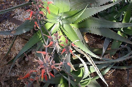 Aloe globuligemma: Location taken: the New York Botanical Garden. Names: Aloe globuligemma Pole-Evans, Alo Classification: Plantae > Magnoliophyta > Liliopsida > Asparagales > Xan