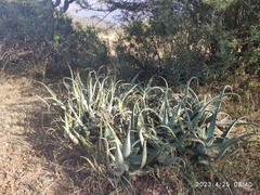 Aloe globuligemma (Aloe globuligemma)