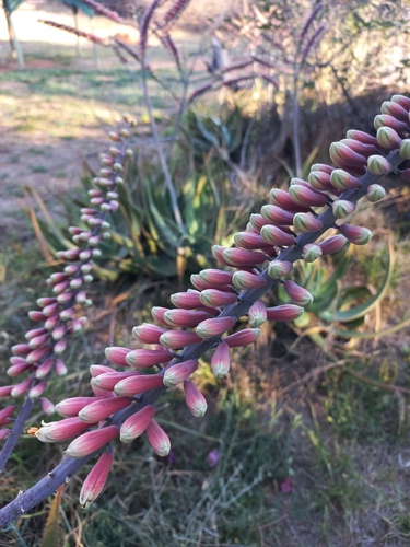 Aloe globuligemma (Aloe globuligemma)