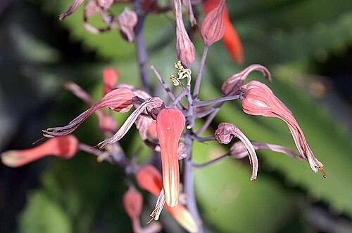 Aloe globuligemma: Location taken: the New York Botanical Garden. Names: Aloe globuligemma Pole-Evans, Alo Classification: Plantae > Magnoliophyta > Liliopsida > Asparagales > Xan