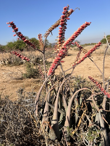 Aloe globuligemma (Aloe globuligemma)