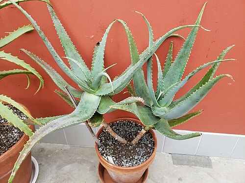 Aloe globuligemma: The image features the full growth habit of Aloe globuligemma.