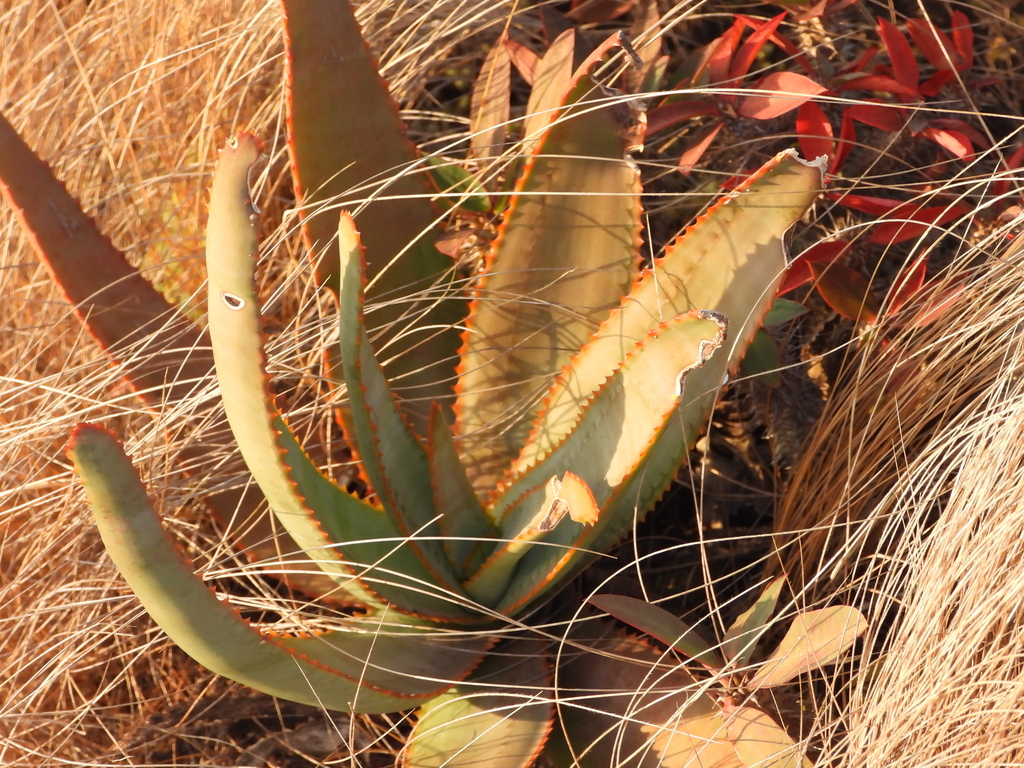 Aloe gneissicola (Aloe gneissicola)