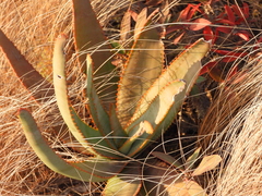 Aloe gneissicola (Aloe gneissicola)