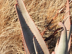 Aloe gneissicola (Aloe gneissicola)