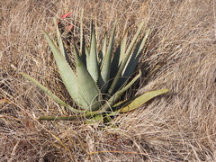 Aloe gneissicola (Aloe gneissicola)